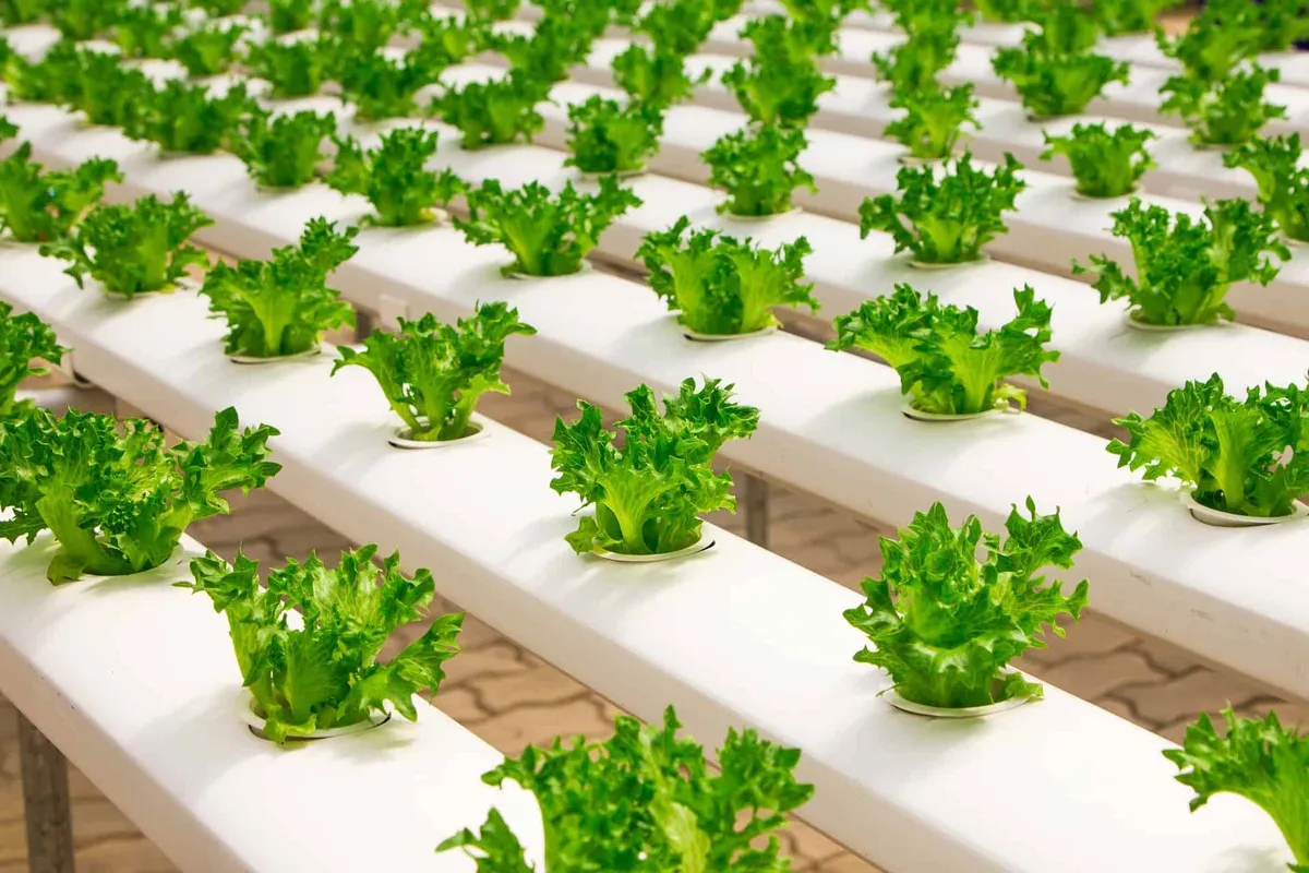 Wat is hydrocultuur?